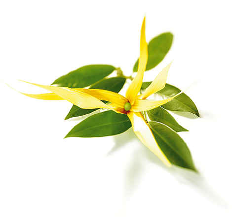 Huile Essentielle Pure Ylang Ylang - Grade Thérapeutique - R V Essential - Pour Diffuseur, Peau & Cheveux