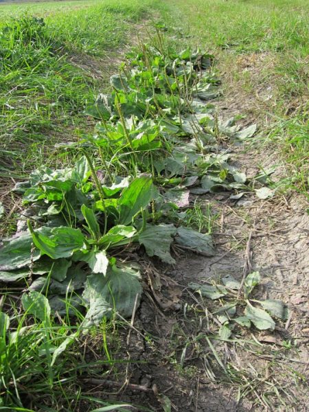 Le plantain une plante médicinale Guide d aromathérapie et de